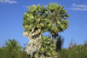 carnauba palm tree