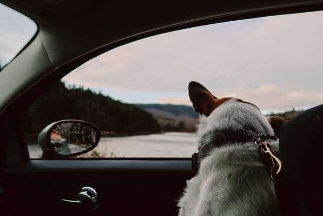 11 Ways To Remove Dog Hair From Car Headliner