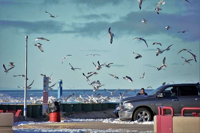 How Does Bird Poop Damage Car Paint