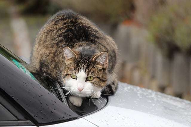 How To Keep Cats Off Cars