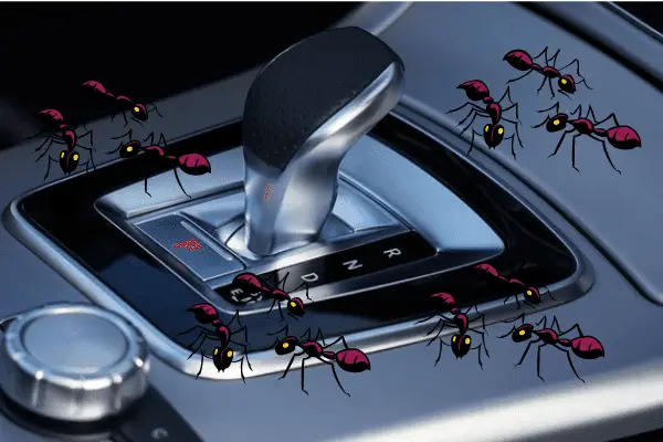 Getting Rid Of Ants In A Car