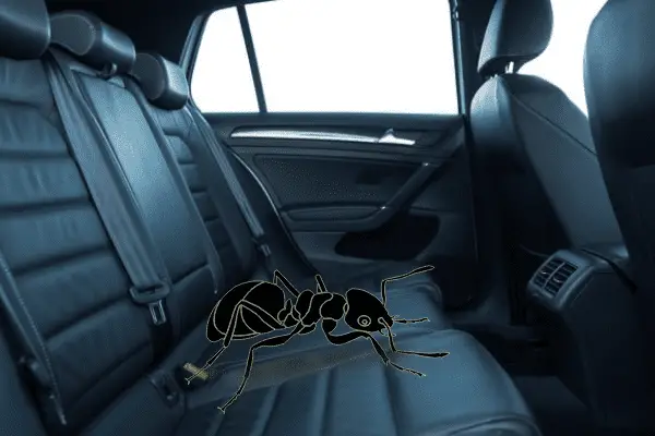 Why Are There Ants In My Car